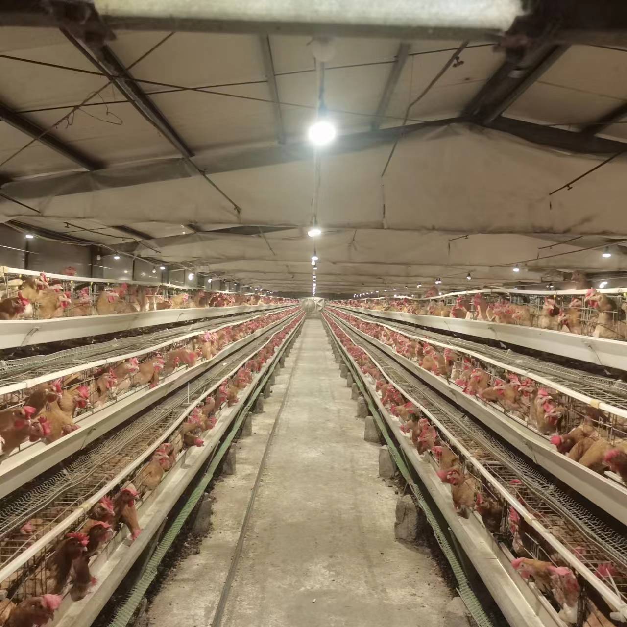 IP67 LED poultry light bulb application