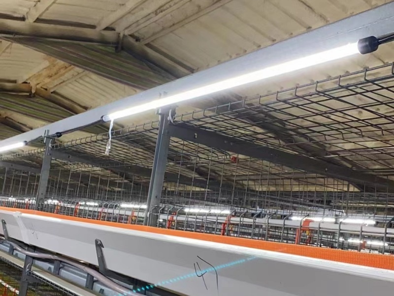 led poultry light tube application