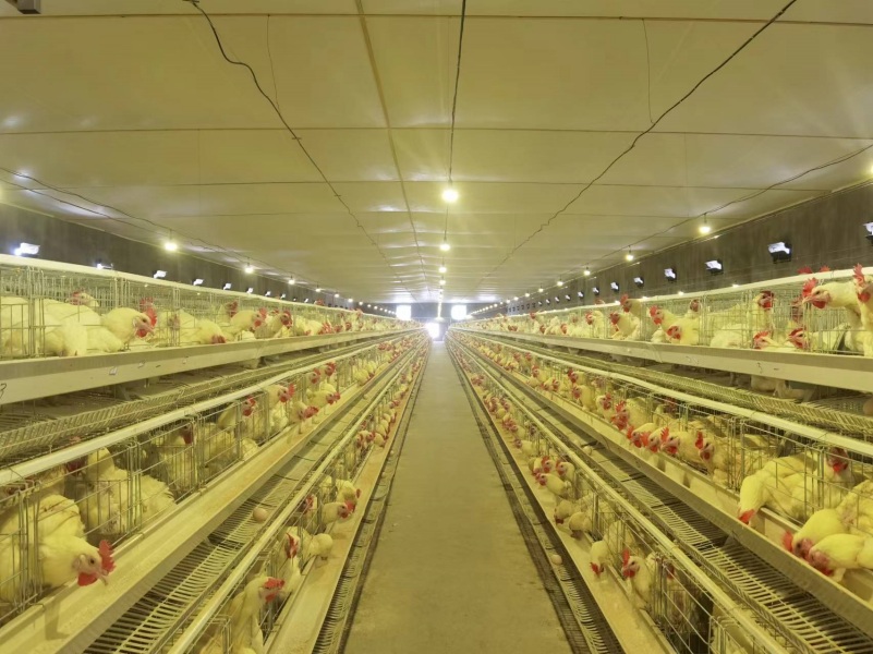 Lighting is especially important for the growth of chickens