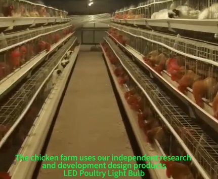 Breeding Hens Farm Lighting-LED Poultry Light Bulb
