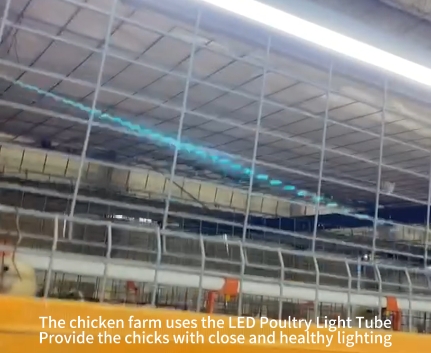 Broiler Farm Lighting-LED Poultry Light Tube