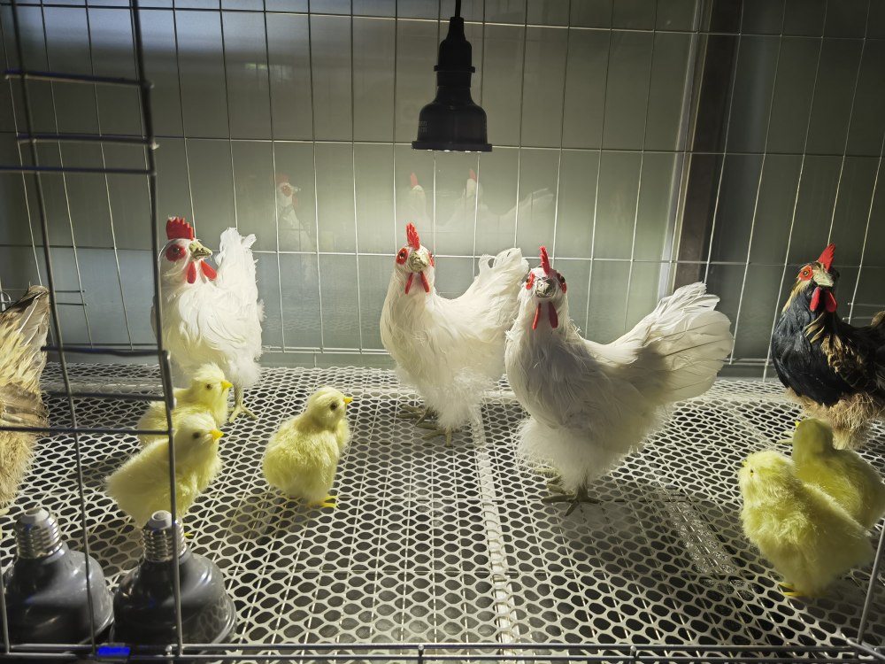 The effect of light color that poultry farmers may not be aware of