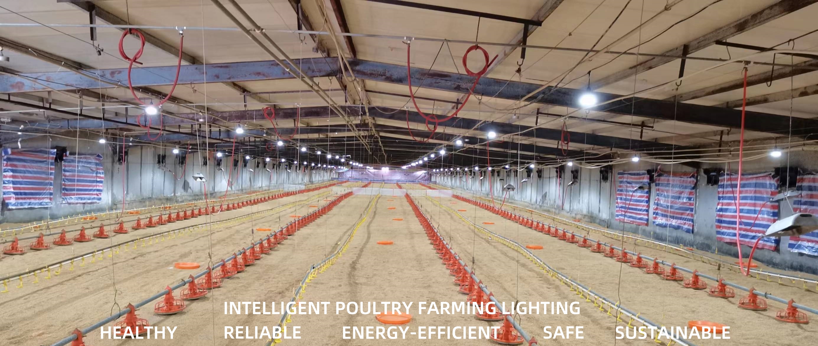 LED Poultry Lighting Products