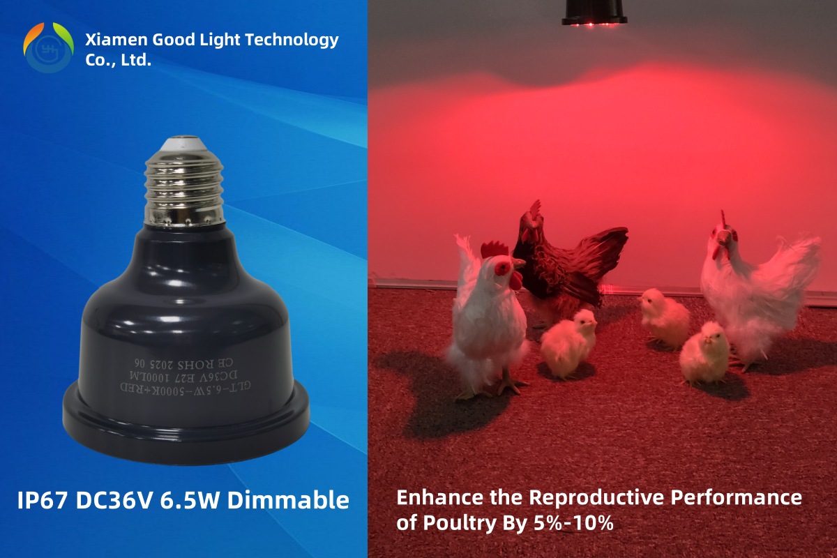 What kind of LED lighting system is the most suitable for poultry farming?
